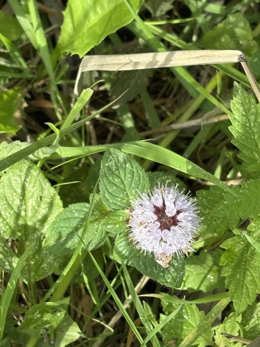 watermint