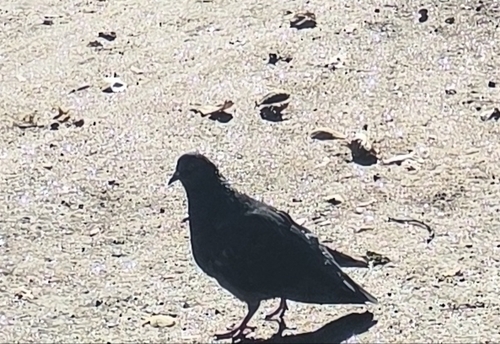 Feral Pigeon