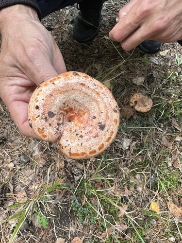saffron milkcap