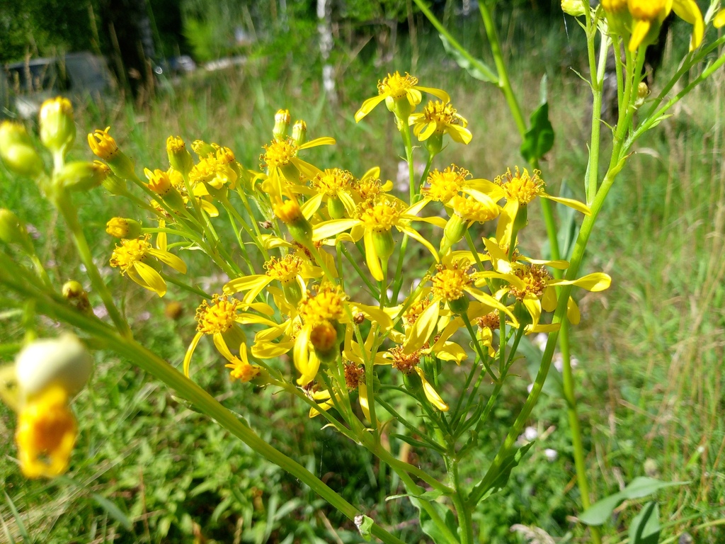 Senecio doria; photograph author not stated, no rights reserved