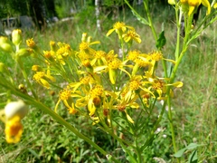 Senecio doria
