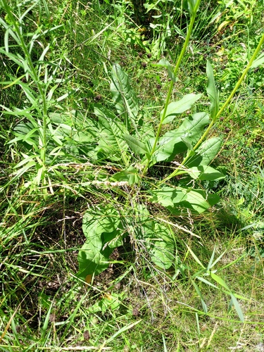 Senecio doria, photograph 3