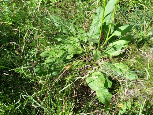 Senecio doria, photograph 2