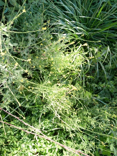 Sisymbrium officinale, photograph 1