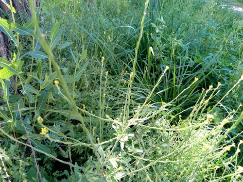 Sisymbrium officinale, photograph 2