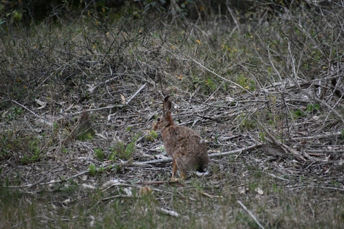 Brown Hare