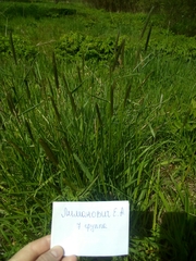 Alopecurus pratensis