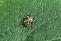Ptinomorphus imperialis