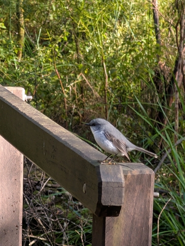 White-breasted Robin