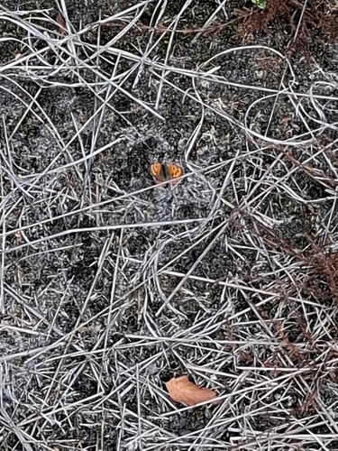 Small Copper