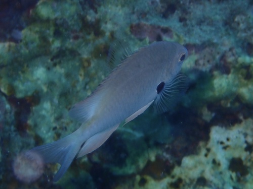 Pomacentrus alexanderae observed 2026-09-18