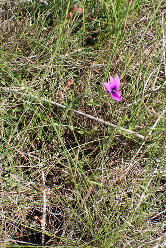 Monopsis unidentata
