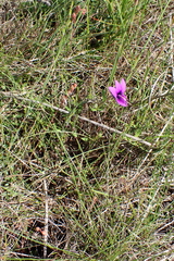 Monopsis unidentata
