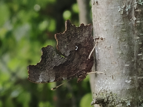 European Comma