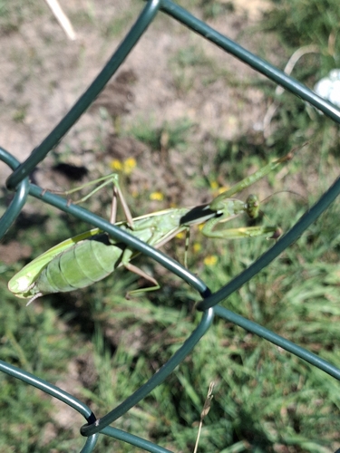 European Mantis