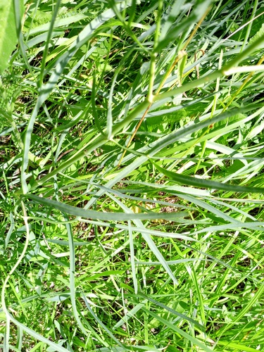 Falcaria vulgaris
