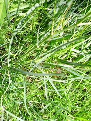Falcaria vulgaris