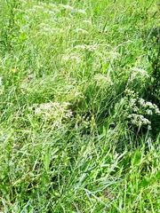 author not stated, no rights reserved Falcaria vulgaris, photograph author not stated, no rights reserved