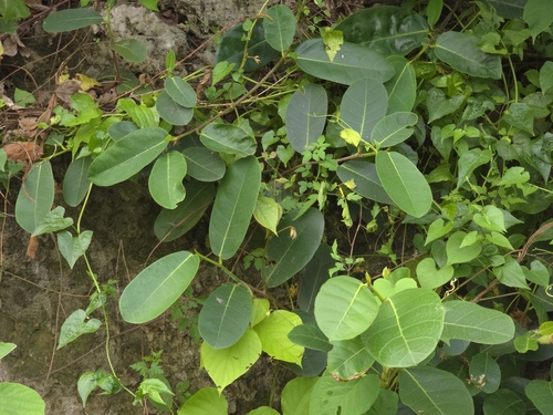 Ficus tinctoria, photograph 1