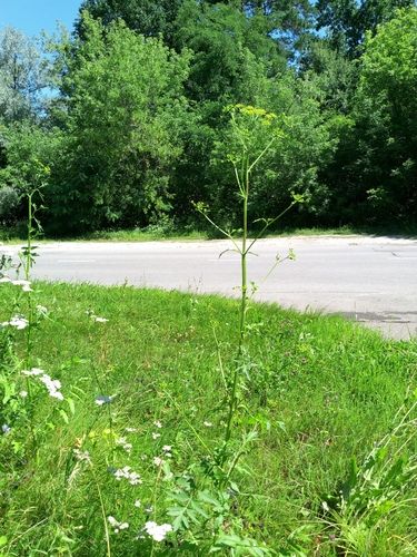 Pastinaca sativa, photograph 6