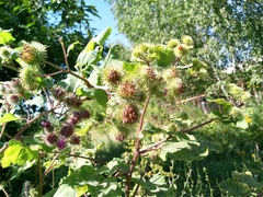 Arctium lappa, photograph author not stated, no rights reserved