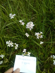 Cardamine pratensis