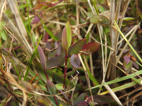 Trichanthecium parvifolium, 2026-09-19