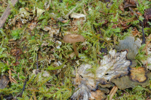 lined meadowcap