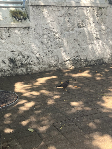 Common Myna