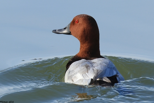 Common Pochard