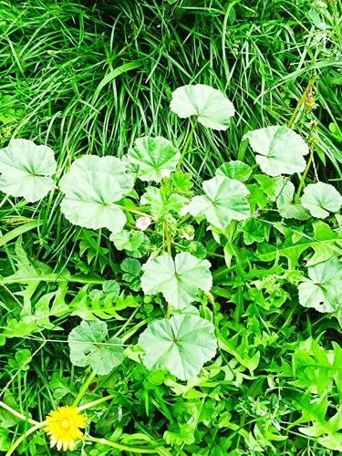 dwarf mallow