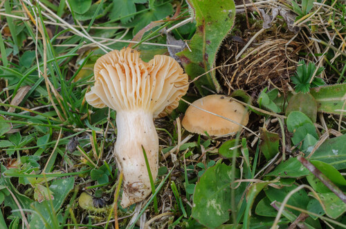 Meadow Waxcap