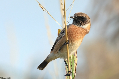 European Stonechat