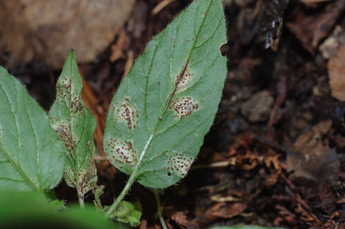 Puccinia circaeae