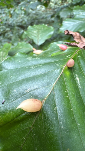Beech Gall Midge