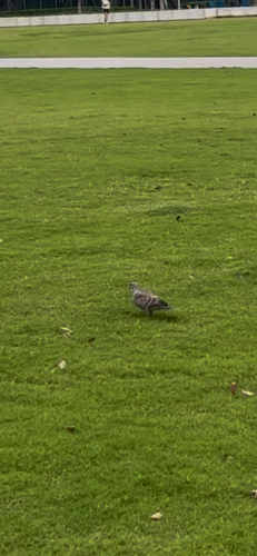 Oriental Turtle-Dove