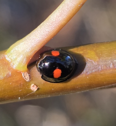 Kidney-spot Ladybird