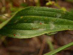 Podosphaera plantaginis