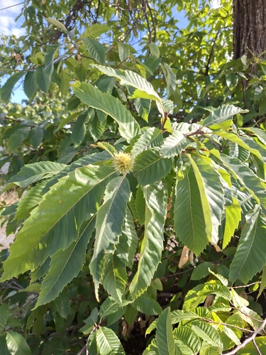 Sweet Chestnut