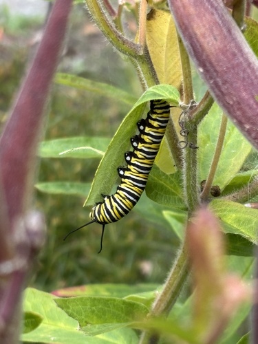 Monarch