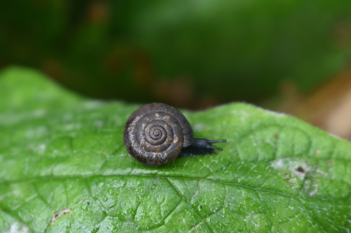 Strawberry Snail