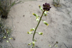 Streptanthus longirostris