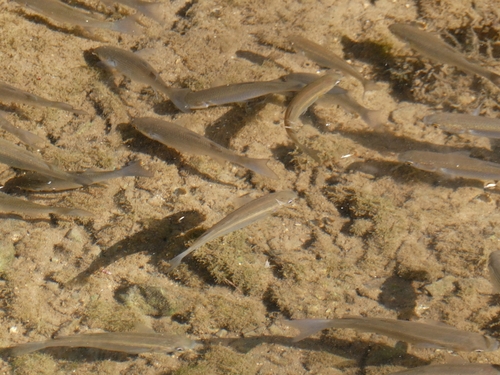 Thicklip Grey Mullet