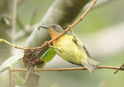Ruby-cheeked Sunbird (Bornean)