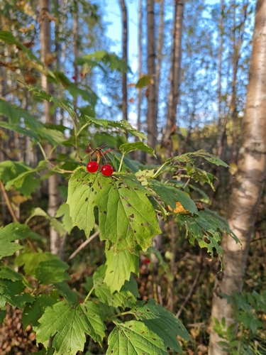 guelder-rose
