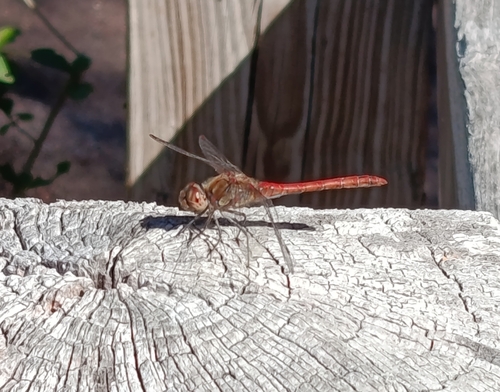 Common Darter