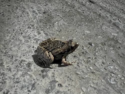 Beautiful Pygmy Frog