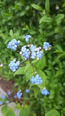 Brunnera