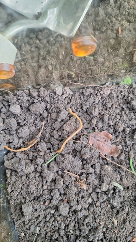 Western Yellow Centipede