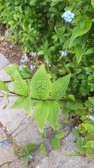 Brunnera